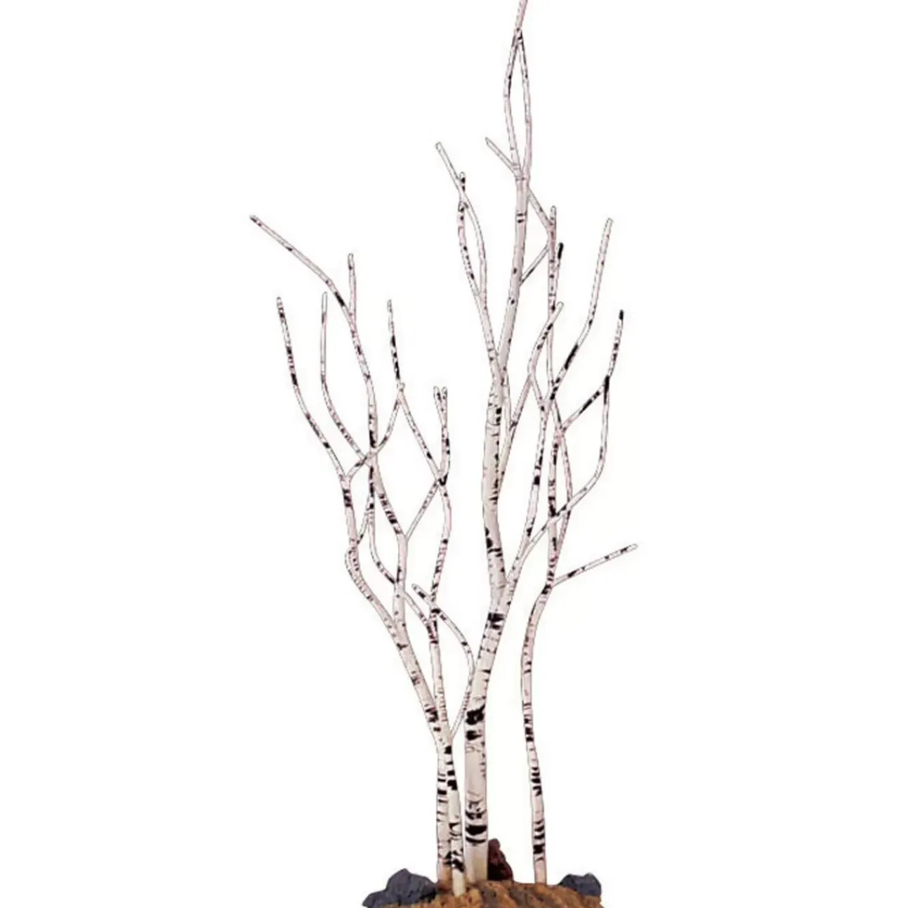 Albero Di Betulla - Birch Tree
