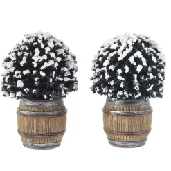 Cespuglio Di Buxus In Botte - Buxus Bush In Barrel