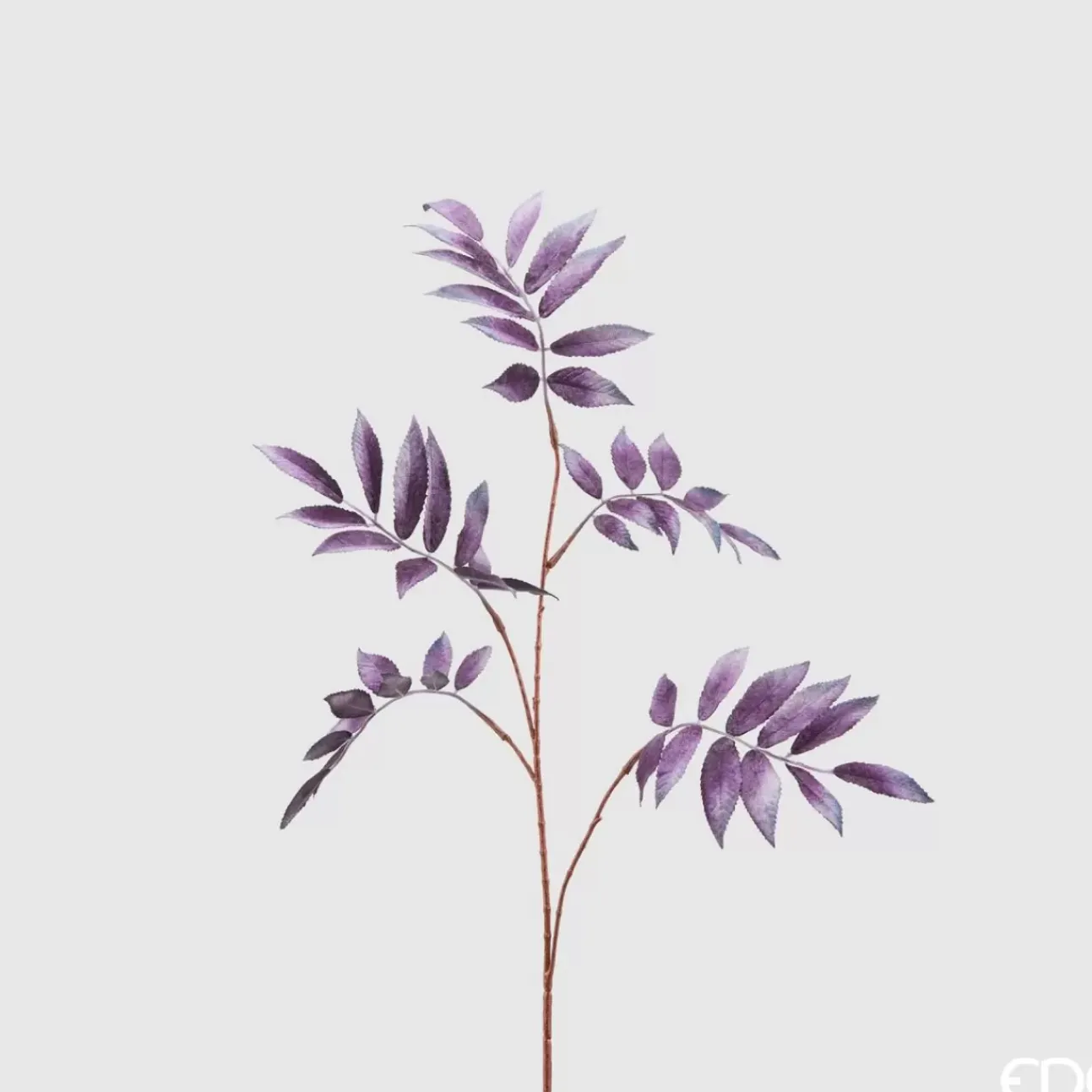 Ramo Di Sambuco Viola 79Cm